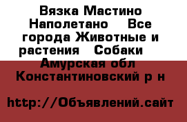 Вязка Мастино Наполетано  - Все города Животные и растения » Собаки   . Амурская обл.,Константиновский р-н